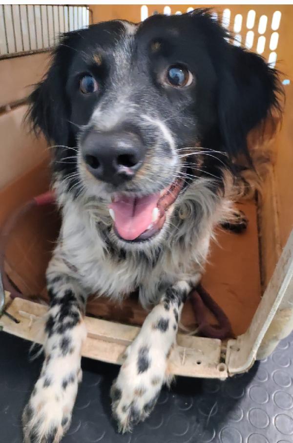 Betty Simil Setter 2Anni Mollata Mesi Fa.calabria