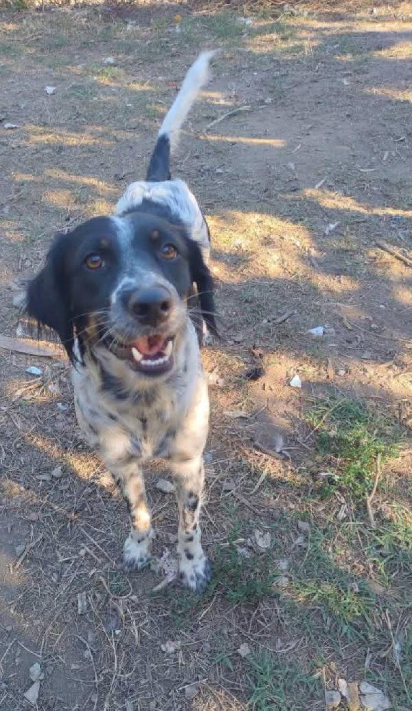 Betty simil Setter 2anni mollata mesi fa.CALABRIA Foto 2
