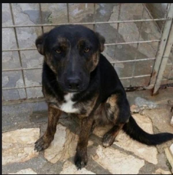 Elvis Tigrato 5Anni Salito A Milano 3Anni Fa