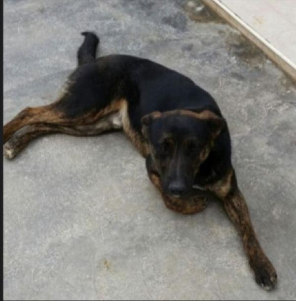 Elvis tigrato 5anni salito a MILANO 3anni fa Foto 2