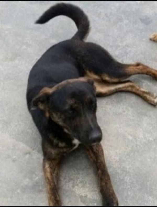 Elvis tigrato 5anni salito a MILANO 3anni fa Foto 3