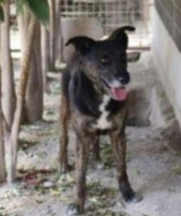 Elvis tigrato 5anni salito a MILANO 3anni fa Foto 4