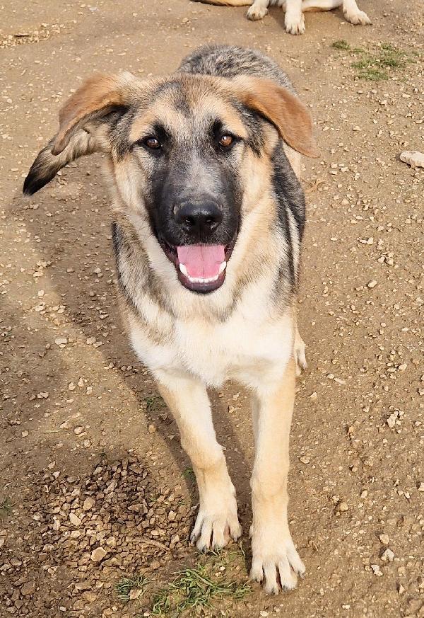 Zac,Dolcezza Allo Stato Puro.adottabile In Tutta Italia!