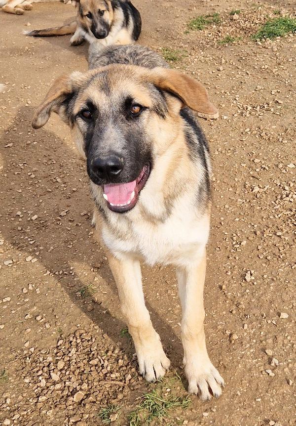 ZAC,DOLCEZZA ALLO STATO PURO.ADOTTABILE IN TUTTA ITALIA! Foto 3