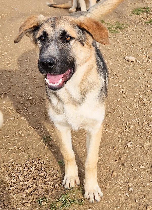 ZAC,DOLCEZZA ALLO STATO PURO.ADOTTABILE IN TUTTA ITALIA! Foto 4