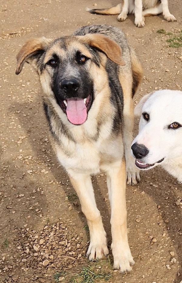 ZAC,DOLCEZZA ALLO STATO PURO.ADOTTABILE IN TUTTA ITALIA! Foto 7