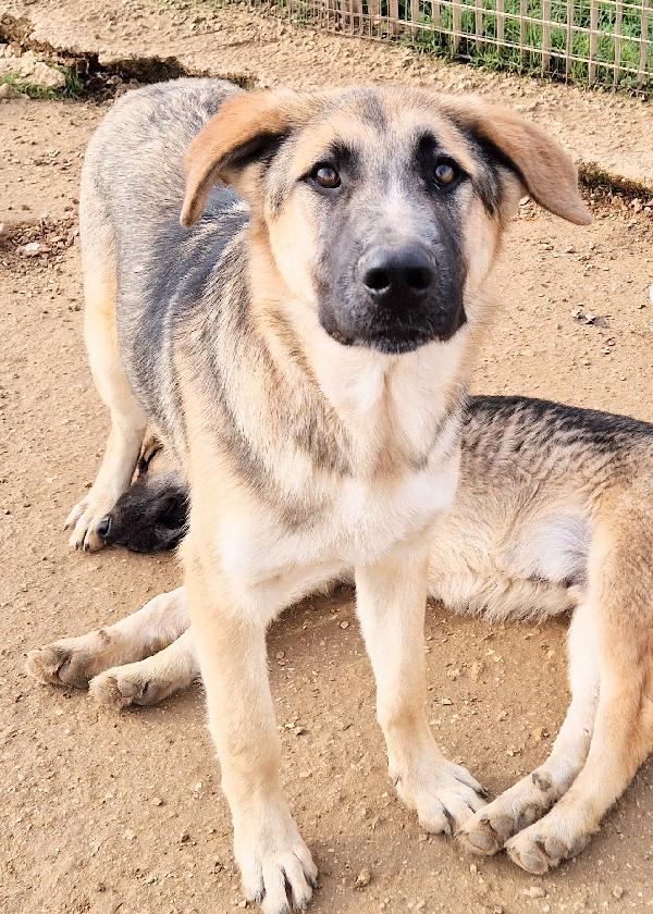 ZAC,DOLCEZZA ALLO STATO PURO.ADOTTABILE IN TUTTA ITALIA! Foto 8