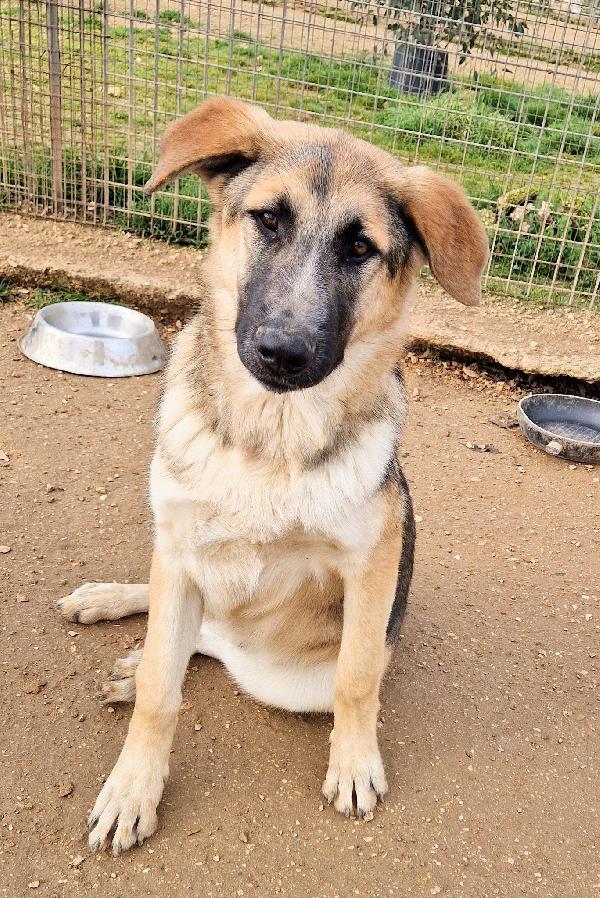 ZAC,DOLCEZZA ALLO STATO PURO.ADOTTABILE IN TUTTA ITALIA! Foto 9