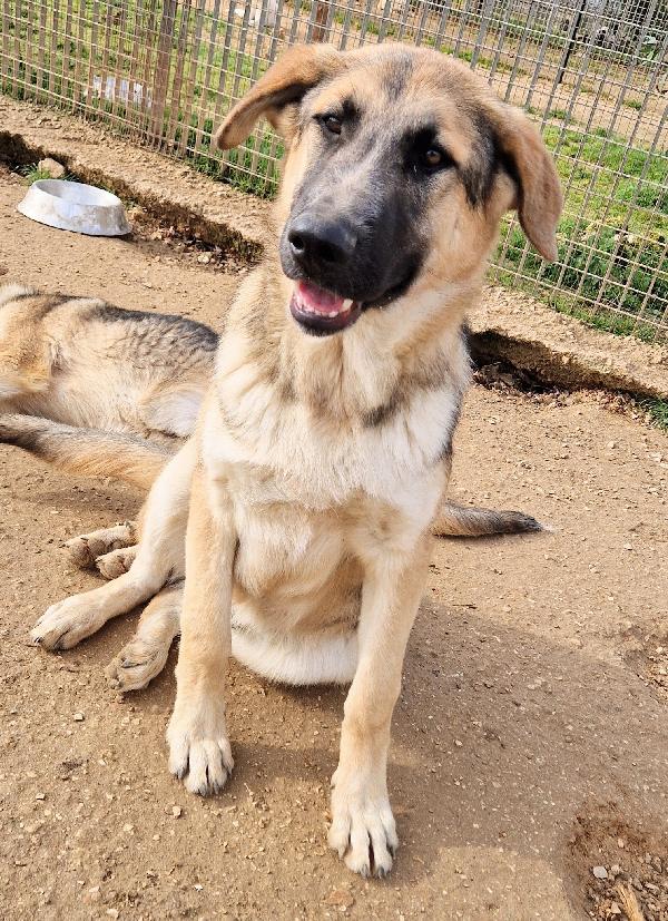 ZAC,DOLCEZZA ALLO STATO PURO.ADOTTABILE IN TUTTA ITALIA! Foto 11