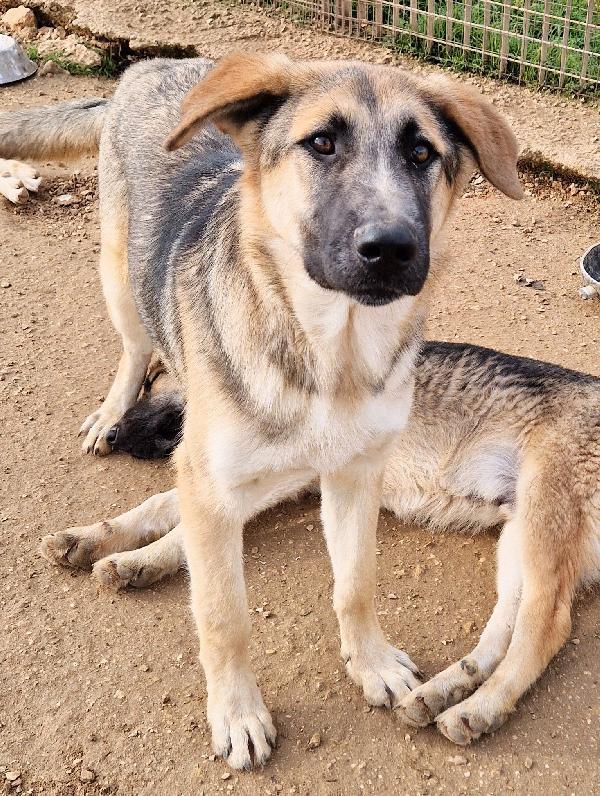 ZAC,DOLCEZZA ALLO STATO PURO.ADOTTABILE IN TUTTA ITALIA! Foto 12