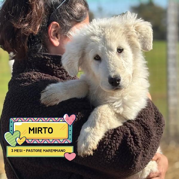 Mirto Cucciolo 3 Mesi Pastore Maremmano Abruzzese Cerca Casa - In Adozione