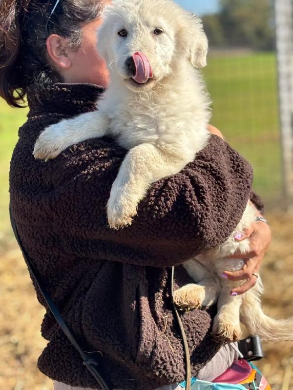 MIRTO cucciolo 3 mesi pastore maremmano abruzzese cerca casa - in adozione Foto 2