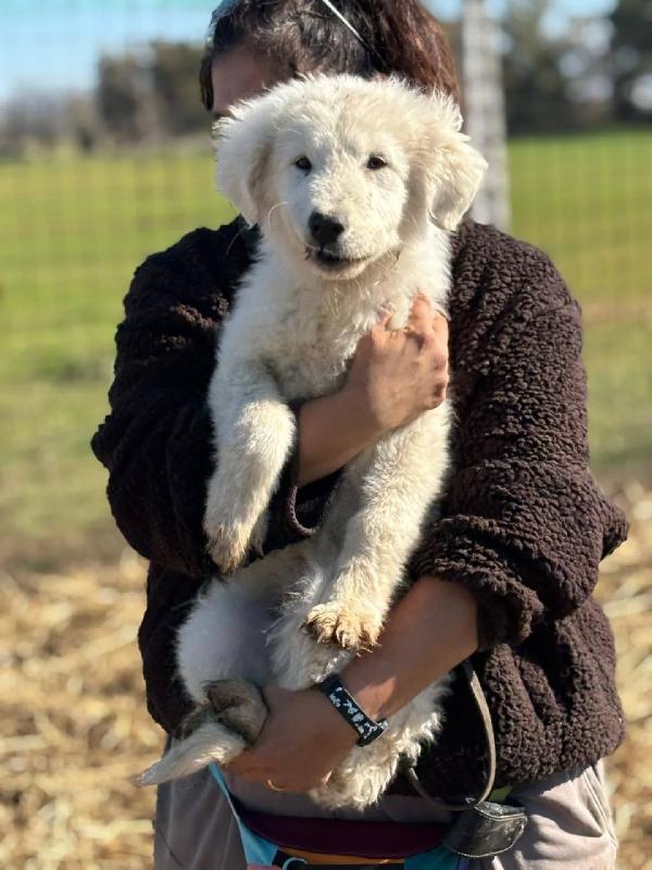 MIRTO cucciolo 3 mesi pastore maremmano abruzzese cerca casa - in adozione Foto 3