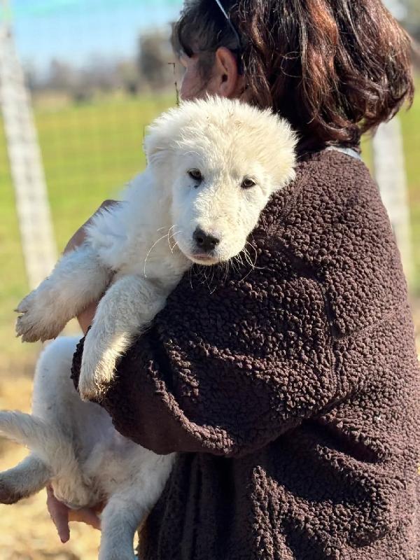 MIRTO cucciolo 3 mesi pastore maremmano abruzzese cerca casa - in adozione Foto 4