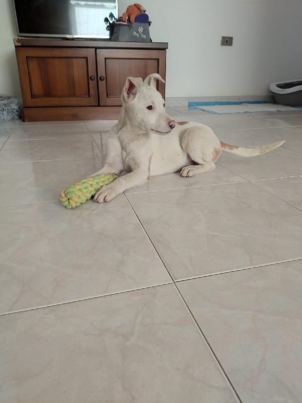 Giorgia, Un Mix Strepitoso 