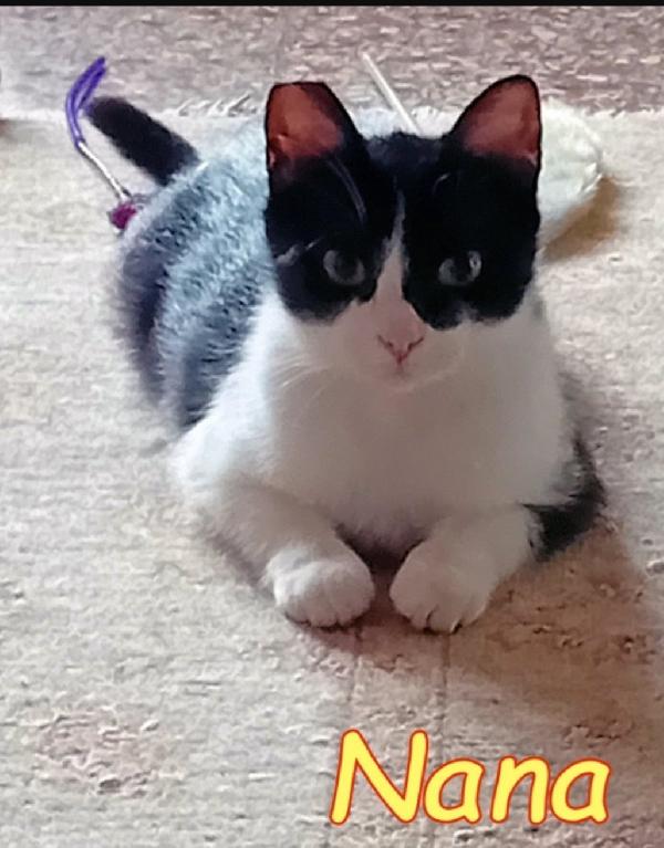 Nana'micia affettuosa 15mesi ROMA SOS Foto 2