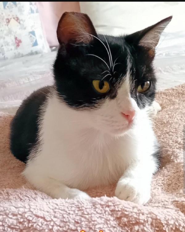 Nana'micia affettuosa 15mesi ROMA SOS Foto 3