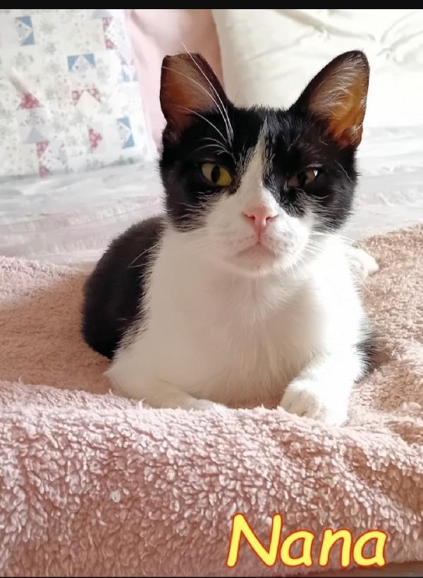 Nana'micia affettuosa 15mesi ROMA SOS Foto 4