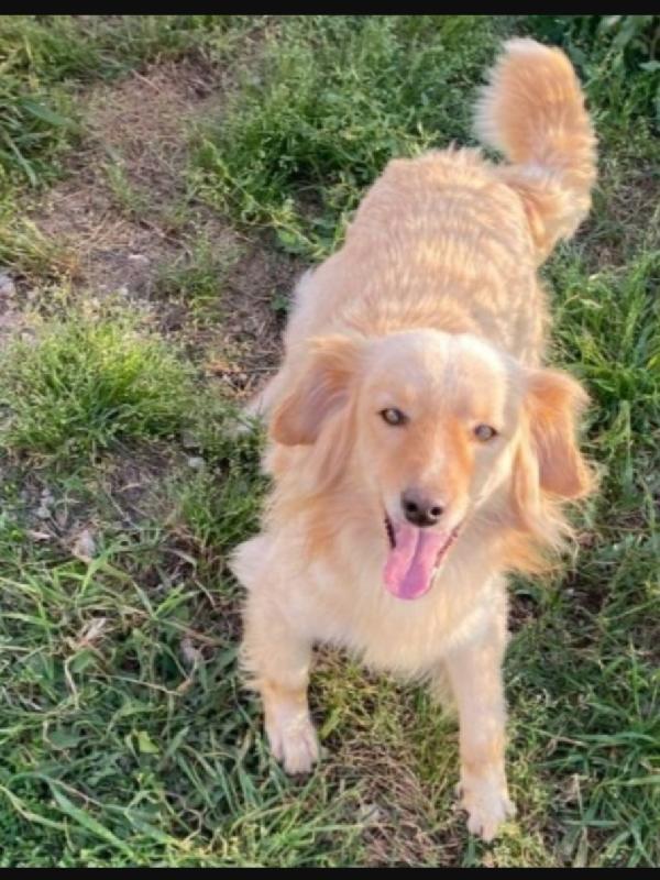 Mix Volpino 3Anni 7/8Kg Sos Casa Sardegna