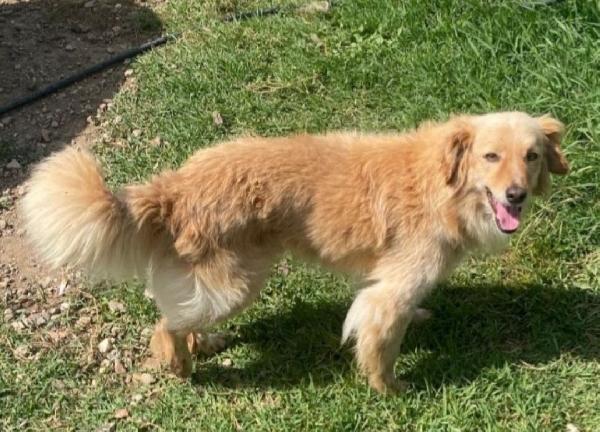 Mix Volpino 3anni 7/8kg SOS CASA SARDEGNA Foto 2