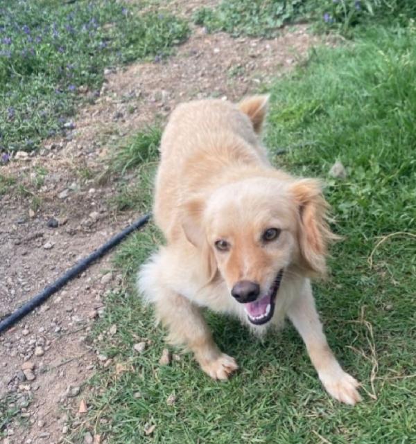 Mix Volpino 3anni 7/8kg SOS CASA SARDEGNA Foto 3