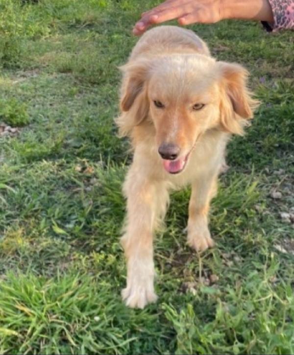 Mix Volpino 3anni 7/8kg SOS CASA SARDEGNA Foto 4