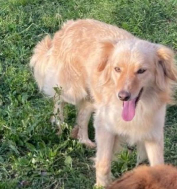 Mix Volpino 3anni 7/8kg SOS CASA SARDEGNA Foto 5