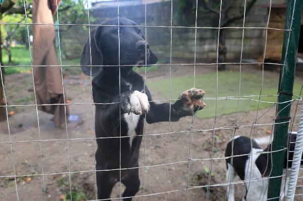 Dina Splendida Cucciola Mix Segugio Cerca Casa 