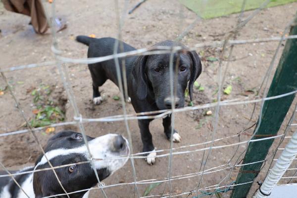 Dina splendida cucciola mix Segugio cerca casa  Foto 2