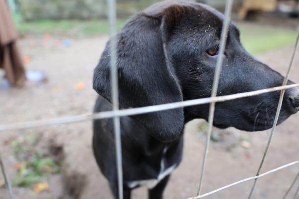 Dina splendida cucciola mix Segugio cerca casa  Foto 3