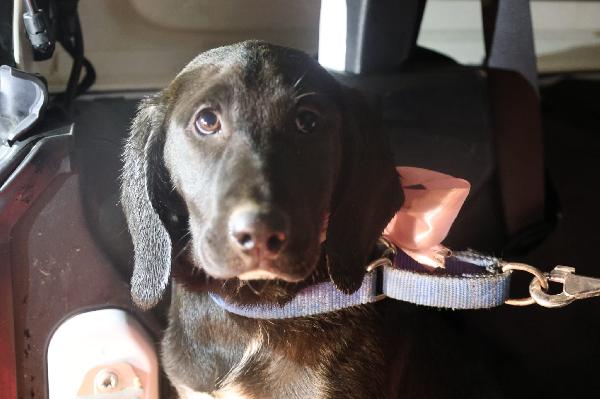 Dina splendida cucciola mix Segugio cerca casa  Foto 4