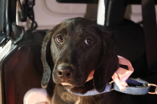 Dina splendida cucciola mix Segugio cerca casa  Foto 5