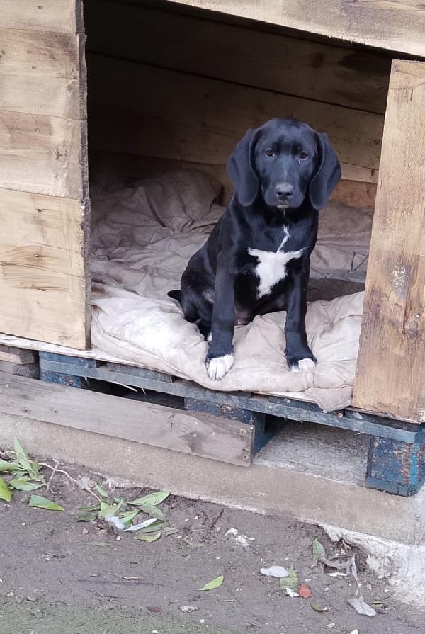 Dina splendida cucciola mix Segugio cerca casa  Foto 7