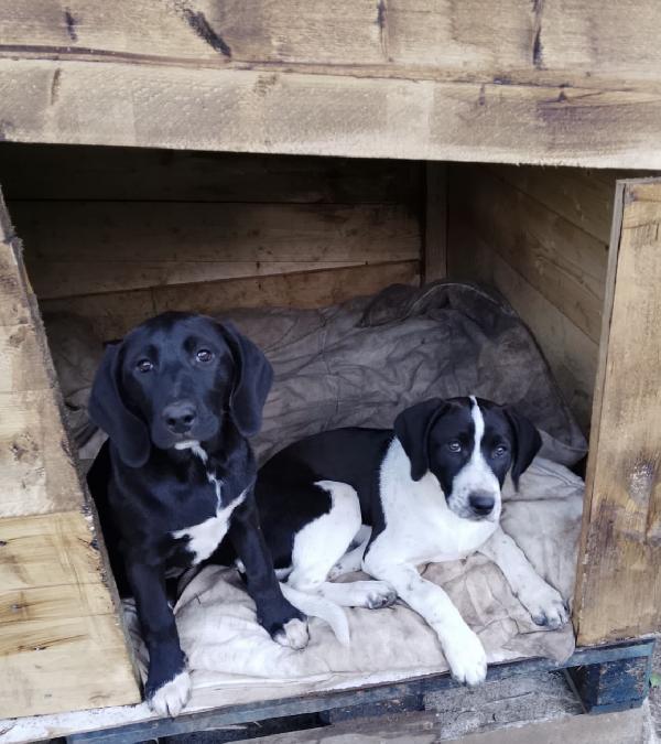 Dina splendida cucciola mix Segugio cerca casa  Foto 8