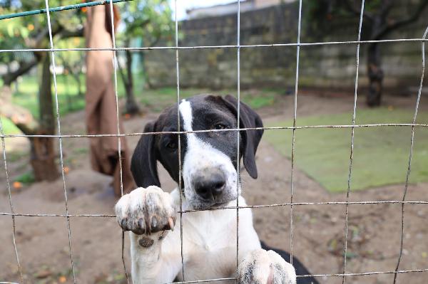 Dora Splendida Dolce Cucciola Mix Segugio 