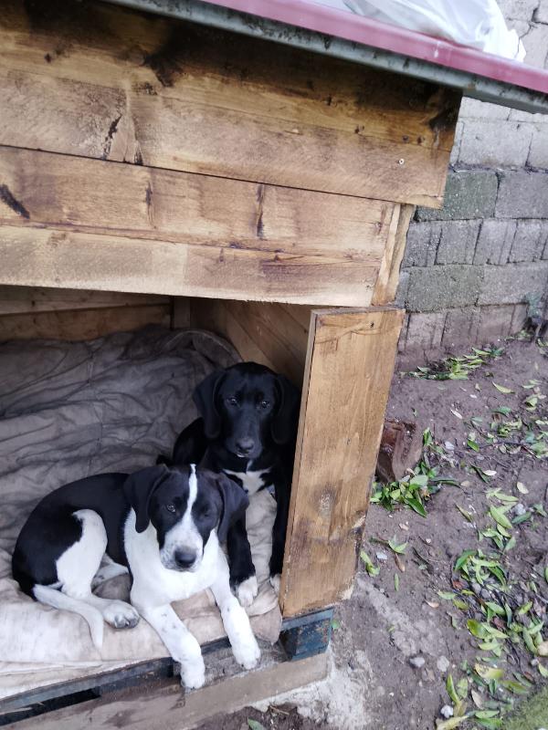 Dora splendida dolce cucciola mix Segugio  Foto 3