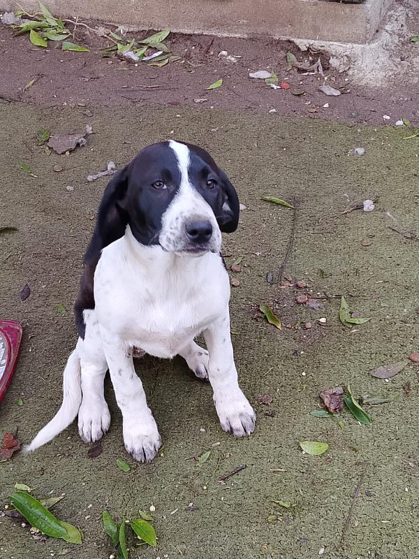 Dora splendida dolce cucciola mix Segugio  Foto 5