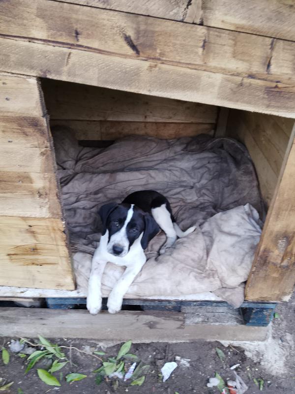 Dora splendida dolce cucciola mix Segugio  Foto 6