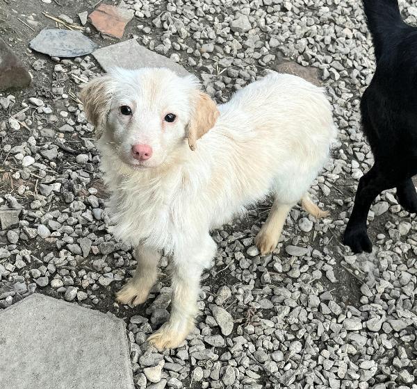 Claretta 6 Mesi Taglia Piccola 