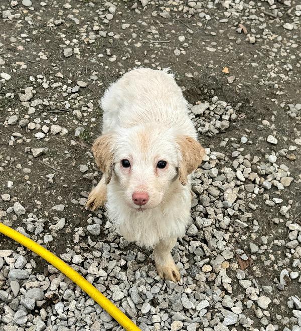 Claretta 6 mesi taglia piccola  Foto 4