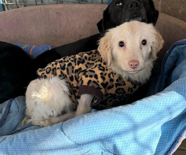 Claretta 6 mesi taglia piccola  Foto 5