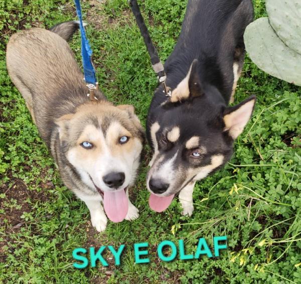 Sky E Olaf Cuccioli Mix Husky 