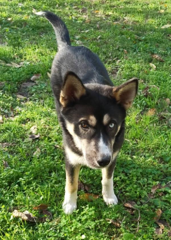 SKY E OLAF CUCCIOLI MIX HUSKY  Foto 3