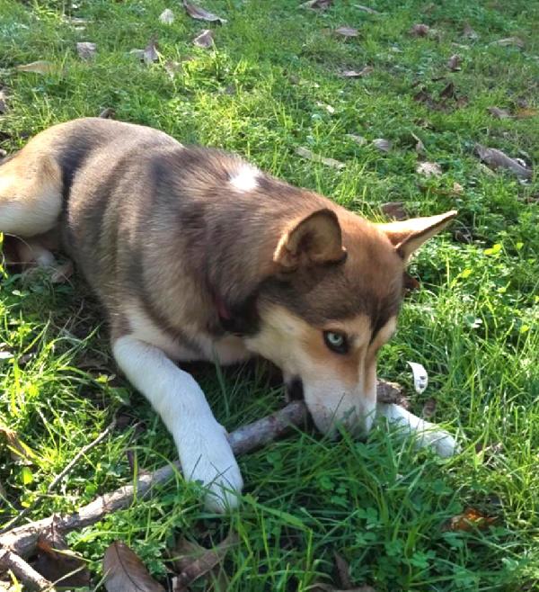 SKY E OLAF CUCCIOLI MIX HUSKY  Foto 4
