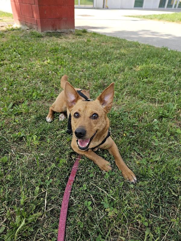 JOY, tenera cagnolina in adozione! Foto 5