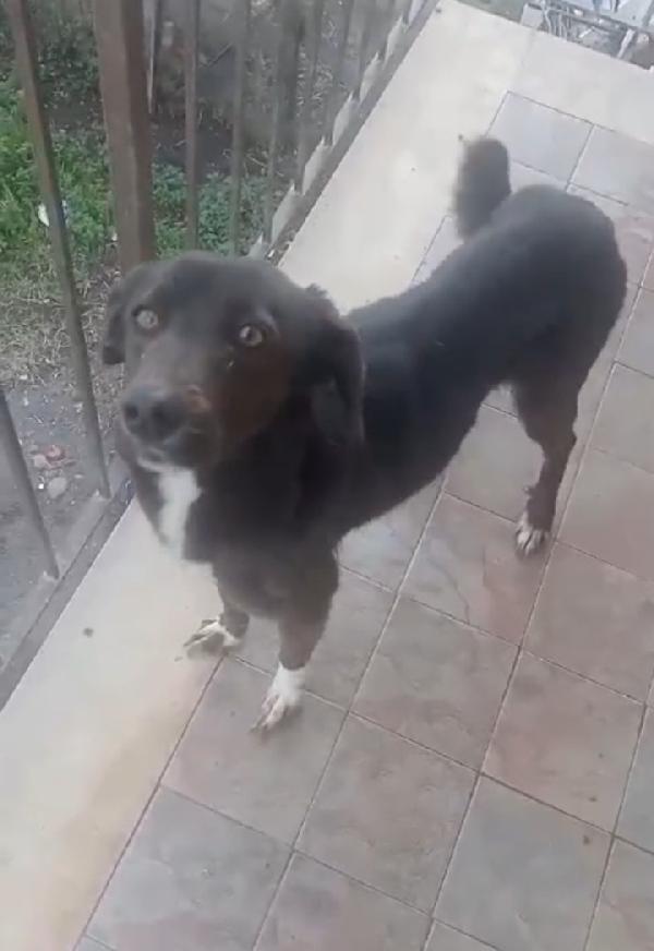 Cagnolina In Cerca Di Adozione 