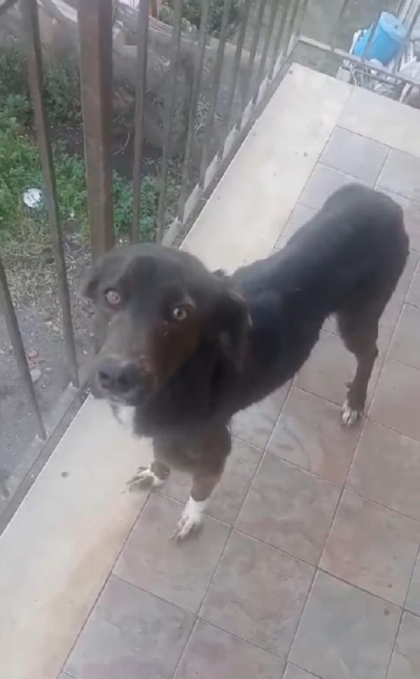 Cagnolina in cerca di Adozione  Foto 3