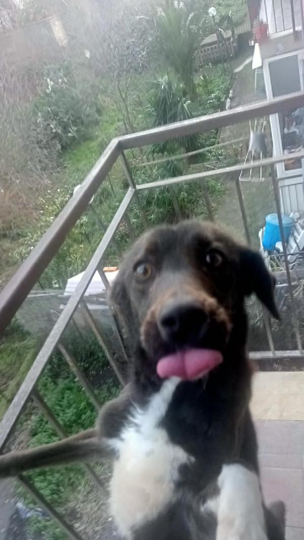 Cagnolina in cerca di Adozione  Foto 4