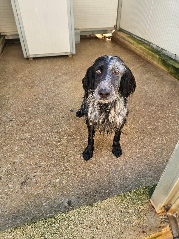 Raya Splendida Giovane Setter Inglese Cerca Famiglia 