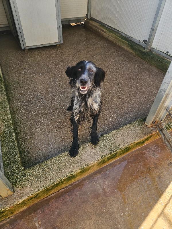 Raya splendida giovane Setter Inglese cerca famiglia  Foto 4